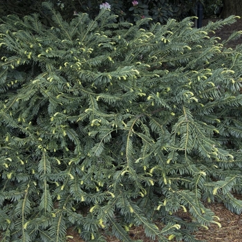 Cephalotaxus harringtonia - 'Duke Gardens' Japanese Plum Yew Cephalotaxus harringtonia - 'Duke Gardens' Japanese Plum Yew