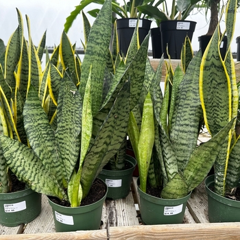 Assorted - Sansevieria Assorted - Sansevieria