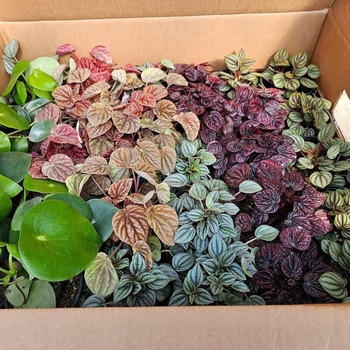 Multiple Assorted Varieties - Peperomia Multiple Assorted Varieties - Peperomia