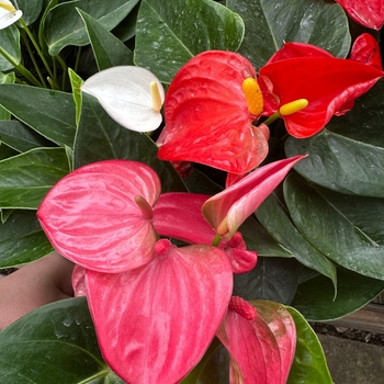 Assorted - Anthurium Assorted - Anthurium