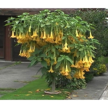 Assorted Colors - Angel's Trumpet Assorted Colors - Angel's Trumpet