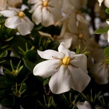 'ScentAmazing' - Gardenia 'ScentAmazing' - Gardenia