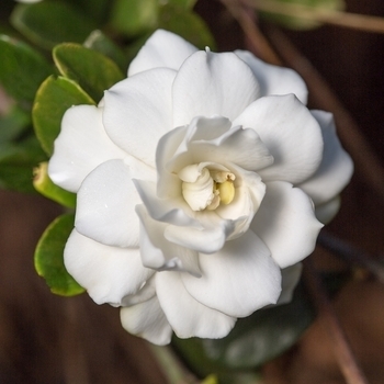 'Double Mint' - Gardenia 'Double Mint' - Gardenia