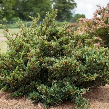 'Coppertone' - Distylium 'Coppertone' - Distylium