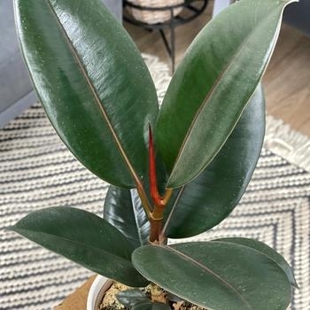 Ficus Elastica - Rubber Tree Ficus Elastica - Rubber Tree