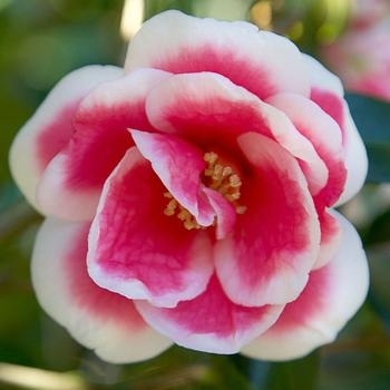 'Christmas Carol' - Camellia 'Christmas Carol' - Camellia