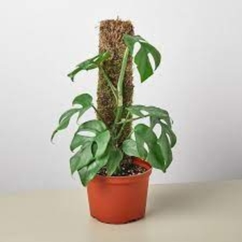 'Minima' - Philodendron 'Minima' - Philodendron