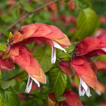 Justicia brandegeeana - Shrimp Plant Justicia brandegeeana - Shrimp Plant