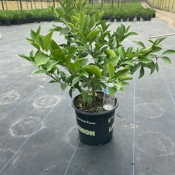Multiple Varieties - Citrus Bush Multiple Varieties - Citrus Bush