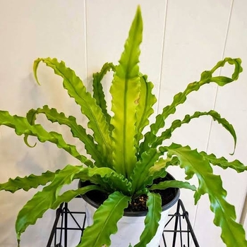 Assorted - Bird's Nest Fern Assorted - Bird's Nest Fern