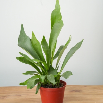 Platycerium bifurcatum - Staghorn Fern Platycerium bifurcatum - Staghorn Fern