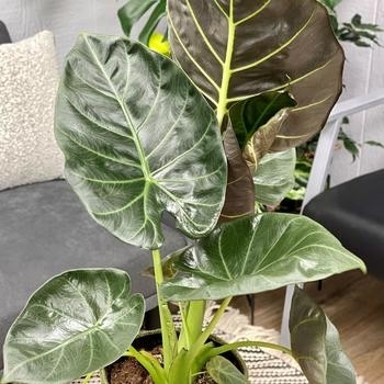 Alocasia - Regal Shields Elephant Ear Alocasia - Regal Shields Elephant Ear