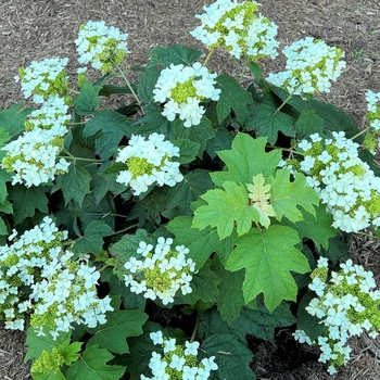 'Pee Wee' - Hydrangea 'Pee Wee' - Hydrangea
