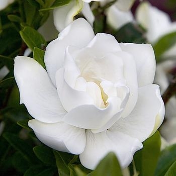 Jubilation - Gardenia Jubilation - Gardenia