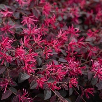 'Cerise Charm' - Loropetalum 'Cerise Charm' - Loropetalum