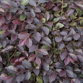 'Purple Daydream' - Loropetalum 'Purple Daydream' - Loropetalum