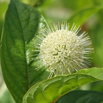 'Fiber Optics' - Buttonbush 'Fiber Optics' - Buttonbush