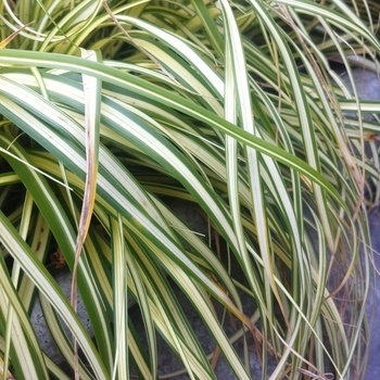'Evergold Sedge' - Carex 'Evergold Sedge' - Carex