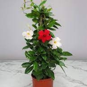 Red and White Mix - Mandevilla Red and White Mix - Mandevilla