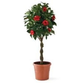 Pink, Red, Yellow - Braided Hibiscus Tree Pink, Red, Yellow - Braided Hibiscus Tree