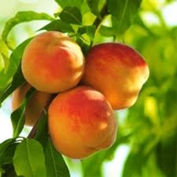 Multiple Varieties - Peach Multiple Varieties - Peach