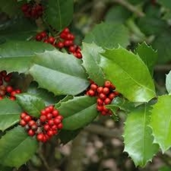 'Emily Bruner' - Holly 'Emily Bruner' - Holly