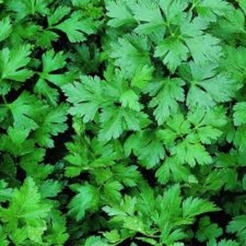  - Parsley