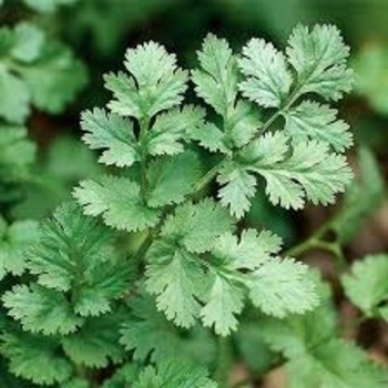  - Cilantro