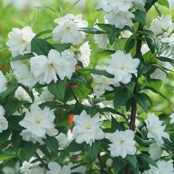  - Mock Orange