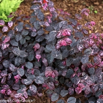 'Jazz Hands' Variegated - Loropetalum 'Jazz Hands' Variegated - Loropetalum