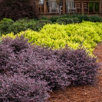 'Crimson Fire' - Loropetalum 'Crimson Fire' - Loropetalum