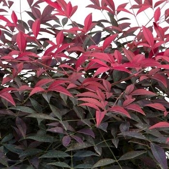 'Flirt' - Nandina 'Flirt' - Nandina