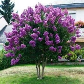 Multiple Colors - Crape Myrtle 'Magic' Series Multiple Colors - Crape Myrtle 'Magic' Series