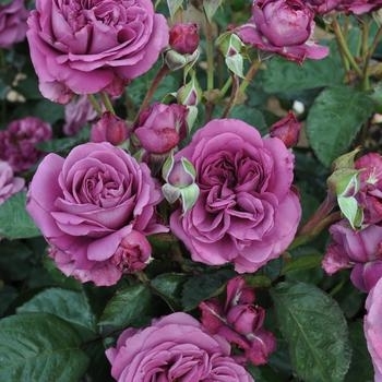'Plum Perfect' - Rose 'Plum Perfect' - Rose