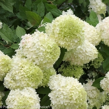 'Limelight' - Hydrangea 'Limelight' - Hydrangea
