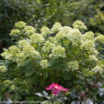 'Little Lime' - Hydrangea 'Little Lime' - Hydrangea