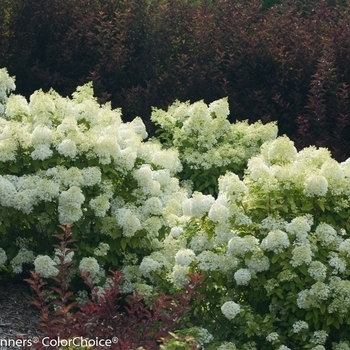 'Bobo' - Hydrangea 'Bobo' - Hydrangea