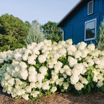 'Little Hottie' - Hydrangea 'Little Hottie' - Hydrangea