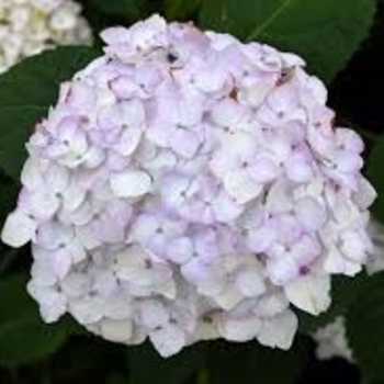 'Blushing Bride' - Hydrangea Endless Summer Series 'Blushing Bride' - Hydrangea Endless Summer Series