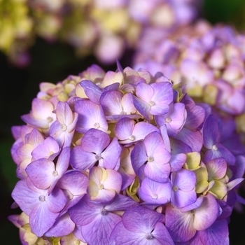 'Bloomstruck' - Hydrangea Endless Summer Series 'Bloomstruck' - Hydrangea Endless Summer Series