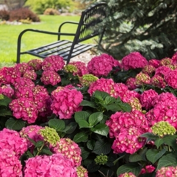 'Summer Crush' - Hydrangea Endless Summer Series 'Summer Crush' - Hydrangea Endless Summer Series