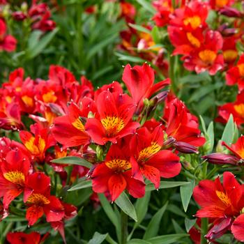 Alstroemeria - 'Summer Heat' Peruvian Lily Alstroemeria - 'Summer Heat' Peruvian Lily