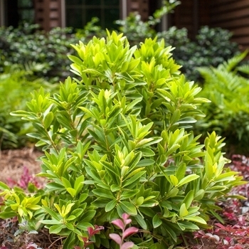 'BananAppeal' - Illicium 'BananAppeal' - Illicium