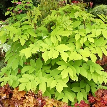 'Sun King' - Aralia 'Sun King' - Aralia