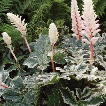 'Whitewater' - Acanthus 'Whitewater' - Acanthus