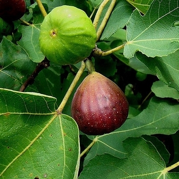 'Brown Turkey' - Fig