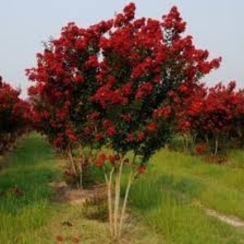 'Dynamite' - Crape Myrtle 'Dynamite' - Crape Myrtle