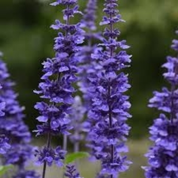  - Blue Salvia