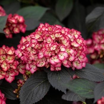 'Eclipse' - Hydrangea 'Eclipse' - Hydrangea