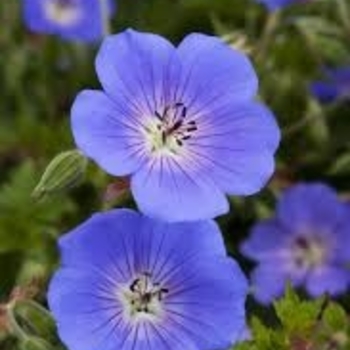 'Rozanne' - Geranium 'Rozanne' - Geranium